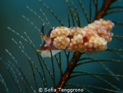 Feeling Blue - Doto sp. by Sofia Tenggrono 